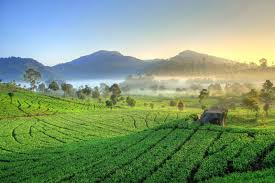 Kebun Teh di Kota Bandung