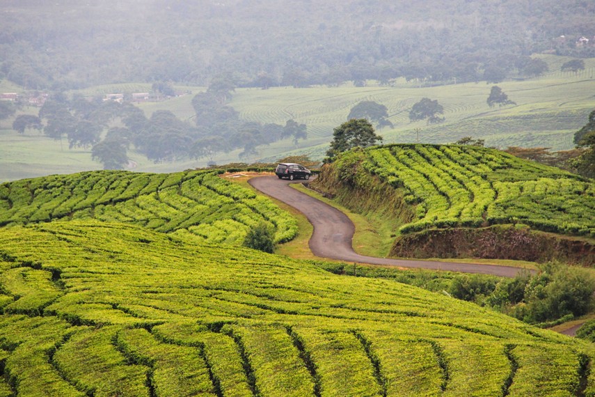 Suasana Pegunungan Di Kebun Teh